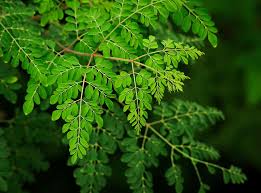 moringa hair butter